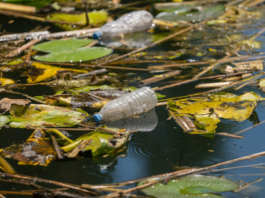 nature recovery after pollution